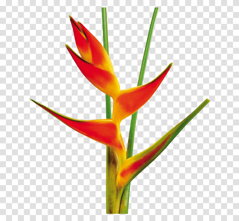 Heliconia Tropical Flower, Plant, Blossom, Bird, Animal Transparent Png