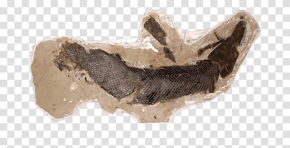Hell Creek Formation Gar Scale, Soil, Fossil, Axe, Tool Transparent Png