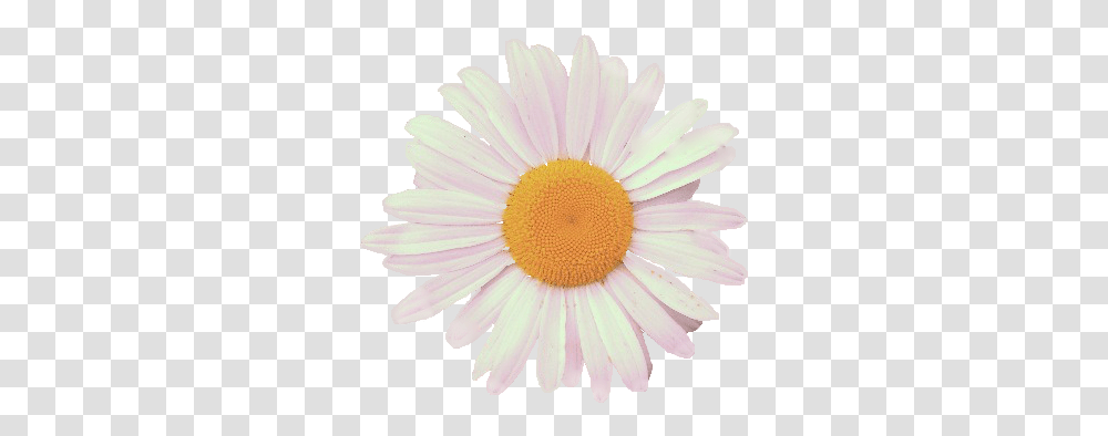 Hella Rad Discovered By Mich Daisy Photography, Plant, Flower, Daisies, Blossom Transparent Png