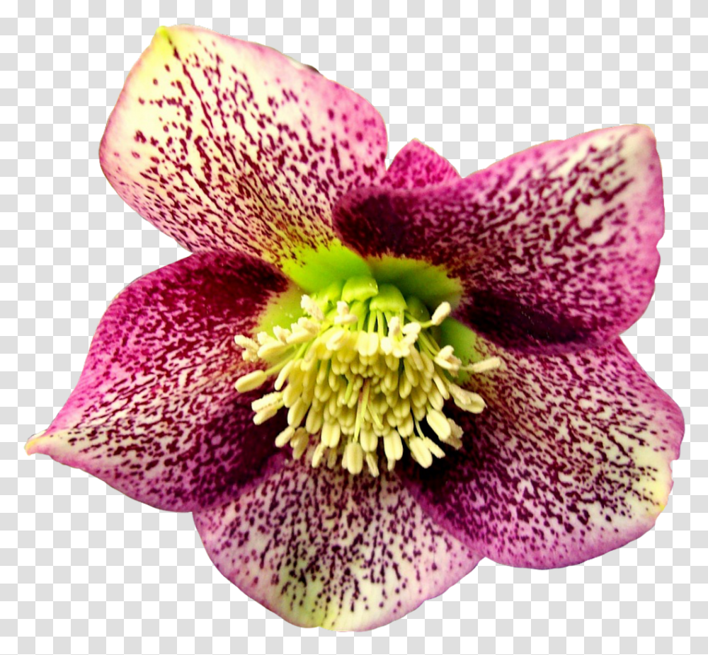 Hellebore, Plant, Pollen, Flower, Blossom Transparent Png