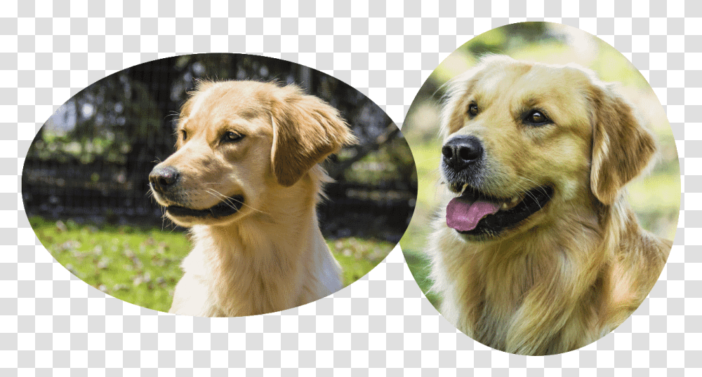 Hellie Pedigree And Clearances Golden Retriever, Dog, Pet, Canine, Animal Transparent Png