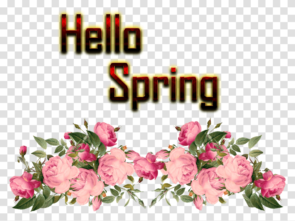Hello Spring Free Background Pink Rose Border, Plant, Flower, Flower Arrangement, Geranium Transparent Png