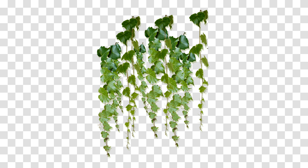 Help Ivy Plants Foliage Vine Tree, Leaf, Moss Transparent Png