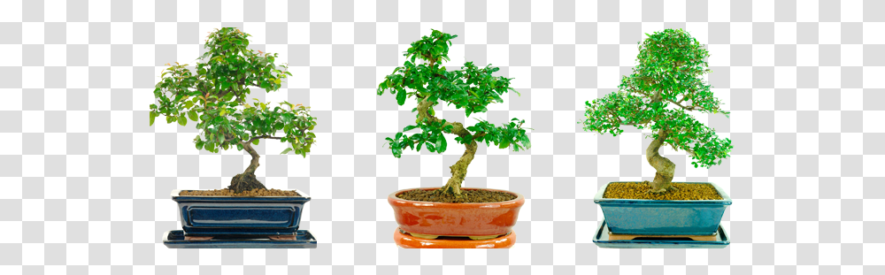 Help Me Choose My Indoor Bonsai Tree Sageretia Theezans, Potted Plant, Vase, Jar, Pottery Transparent Png