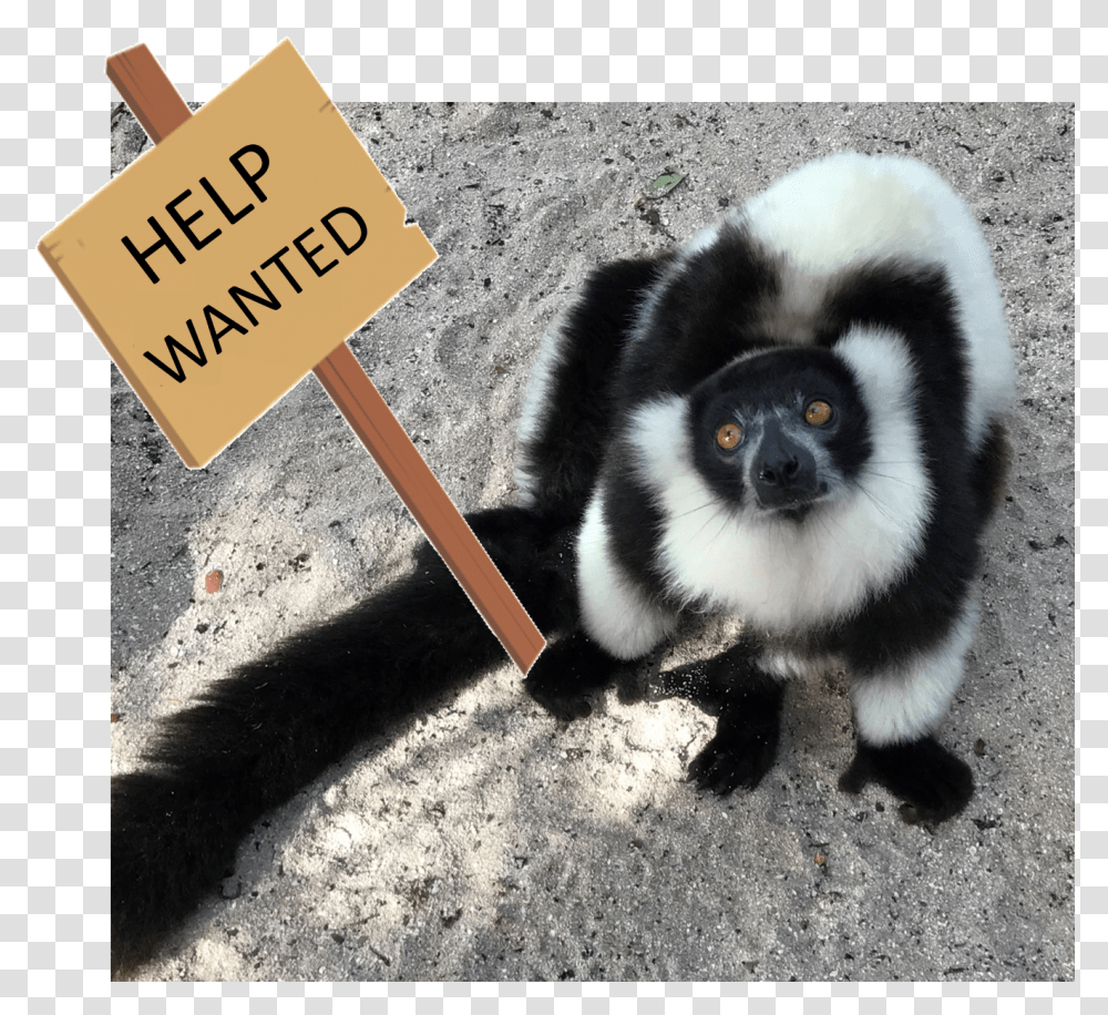 Help Wanted Indri, Lemur, Wildlife, Mammal, Animal Transparent Png