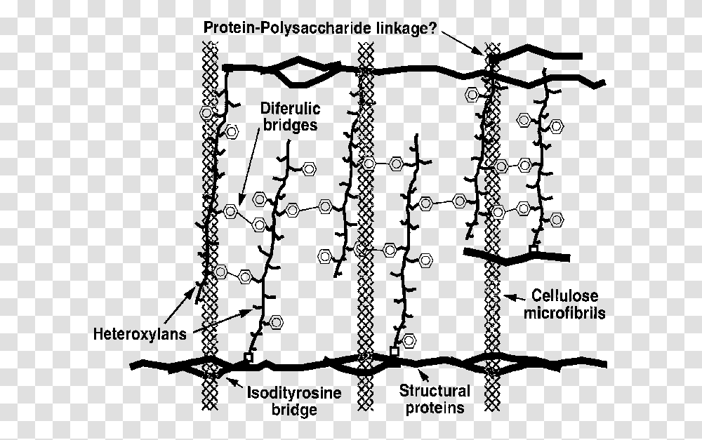 Hemicellulose Polysaccharide, Handwriting, Calligraphy, Alphabet Transparent Png