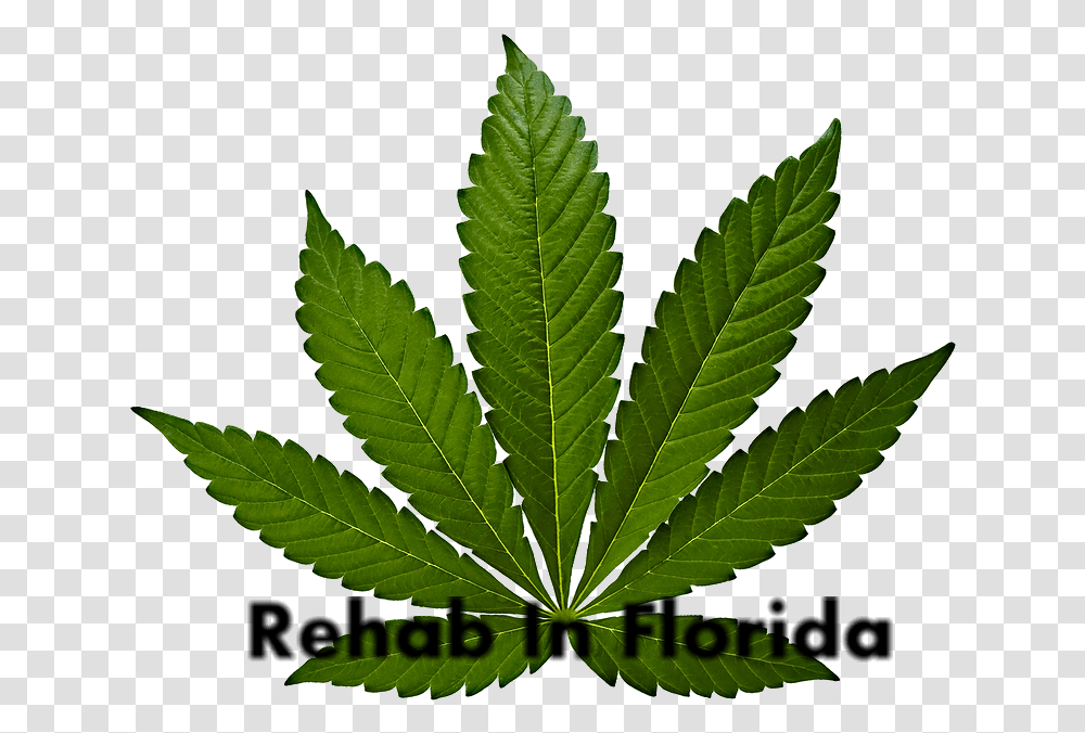 Hemp Environment, Plant, Leaf, Weed, Tree Transparent Png