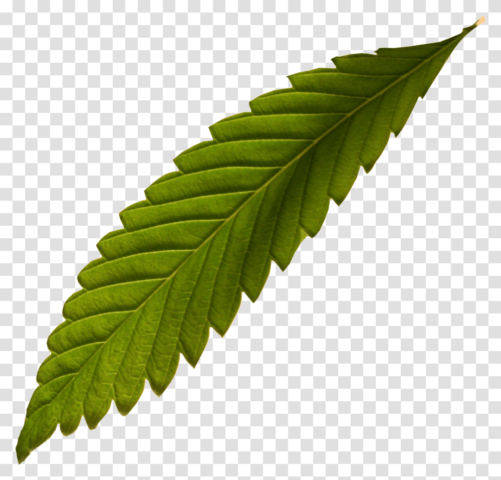 Hemp Fern Ulmus Alata, Leaf, Plant, Green, Veins Transparent Png