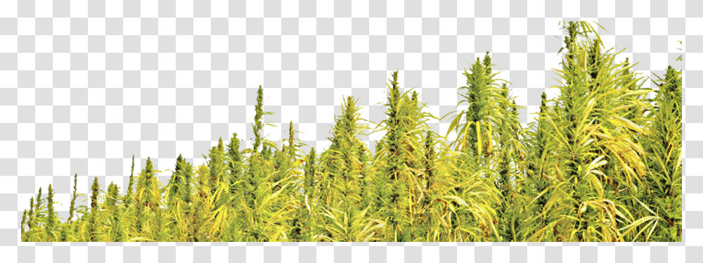 Hemp Info, Plant, Vegetation, Tree, Conifer Transparent Png