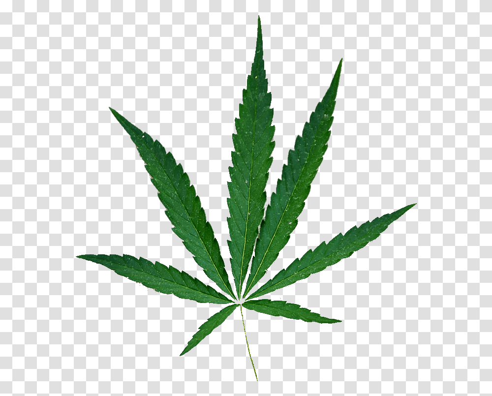 Hemp Leaf No Background 2 5 Marijuana, Plant, Weed Transparent Png