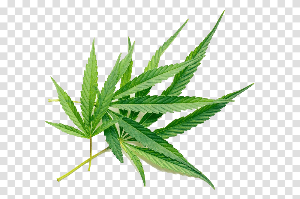 Hemp Leaf On White Background, Plant, Weed Transparent Png