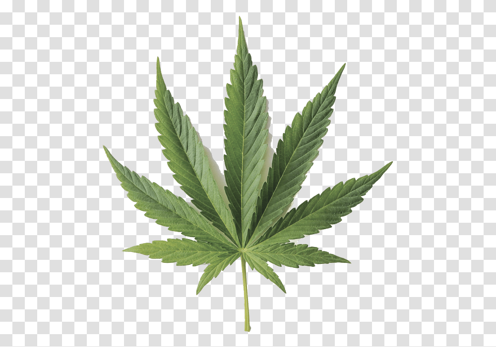 Hemp Leaf, Plant, Weed Transparent Png