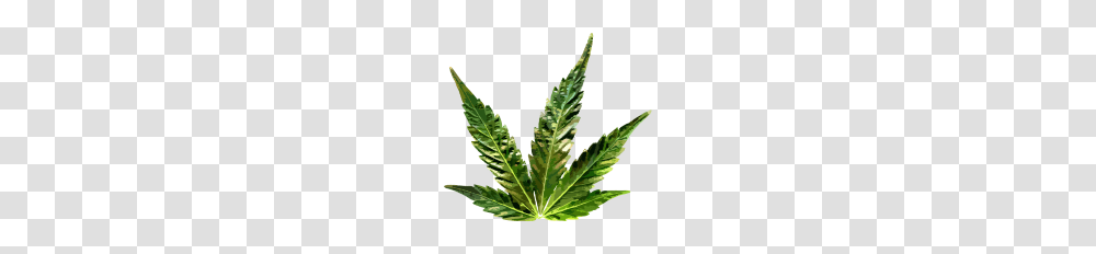 Hemp Leaf, Plant, Weed Transparent Png