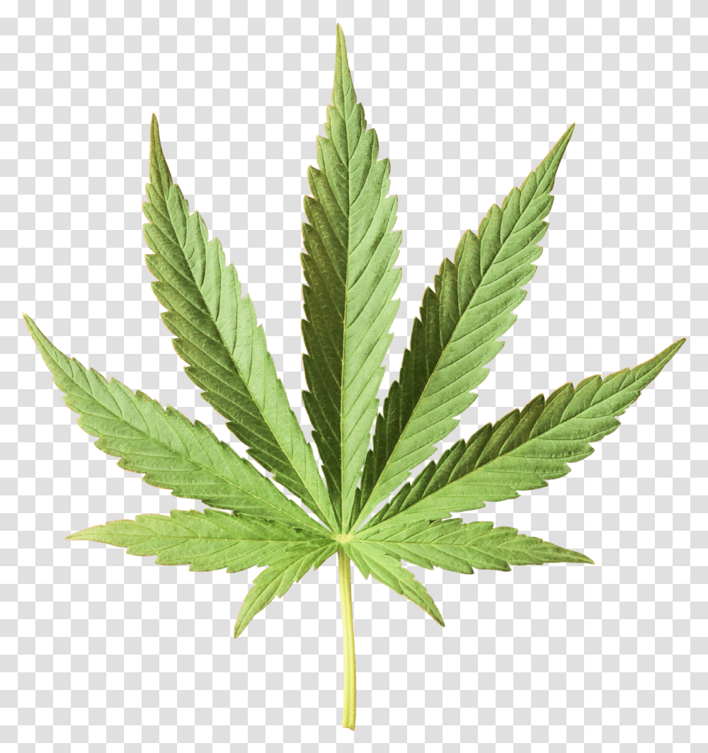 Hemp Leaves, Plant, Weed Transparent Png