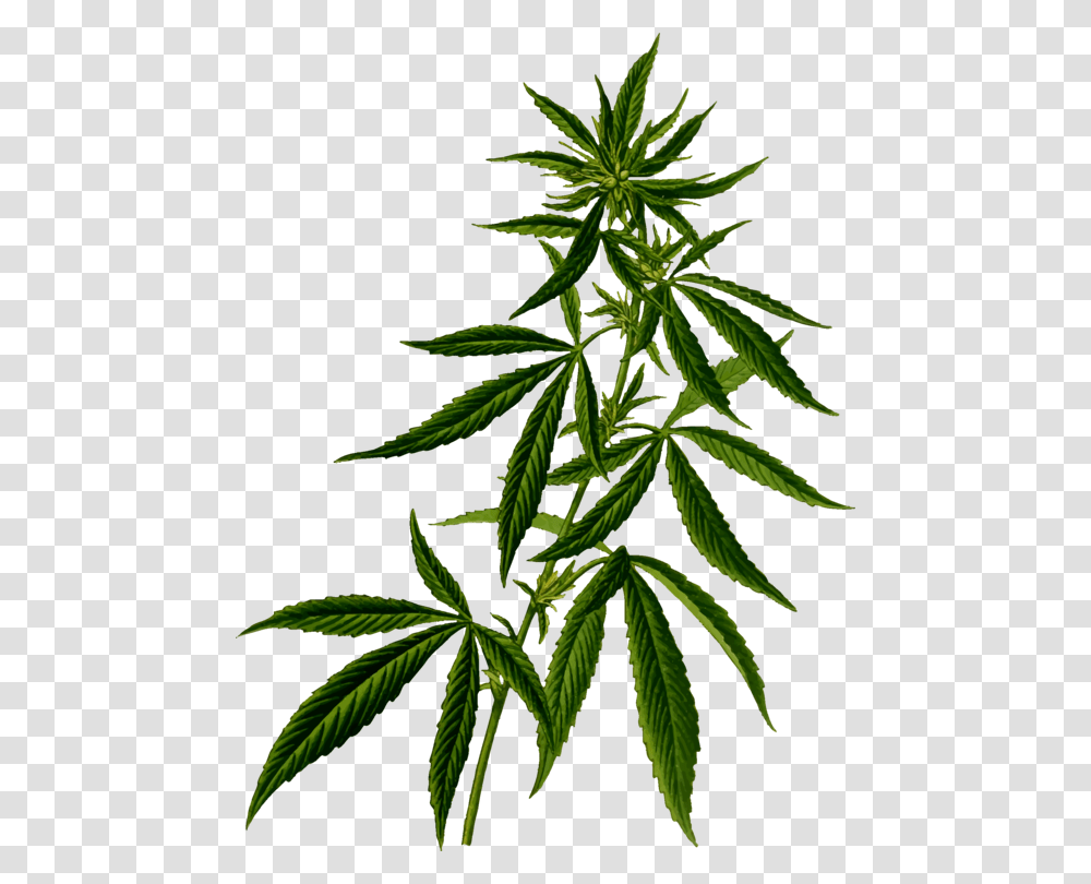 Hemp Medical Cannabis Plants Cannabidiol, Pineapple, Fruit, Food, Weed Transparent Png