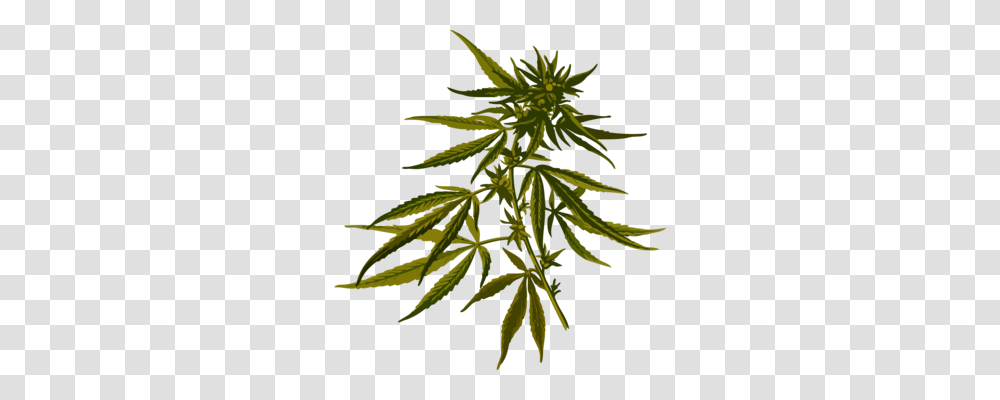 Hemp Medical Cannabis Plants Cannabidiol, Tree, Leaf, Conifer Transparent Png