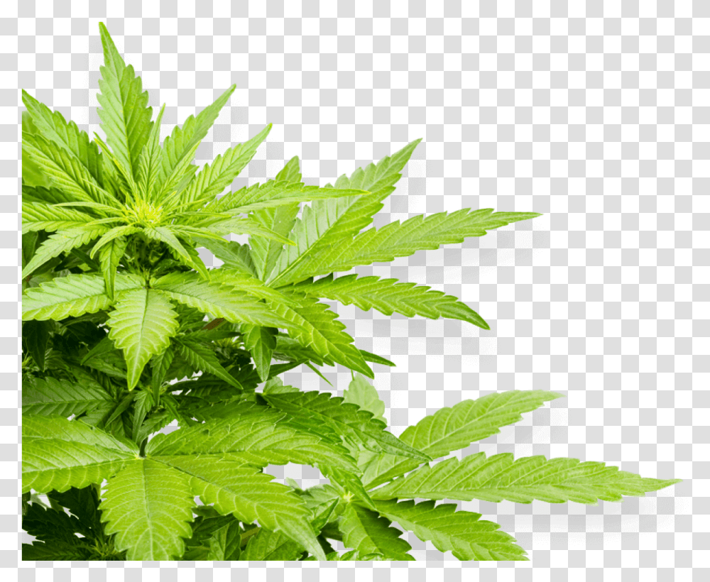 Hemp, Plant, Leaf, Weed, Vegetation Transparent Png