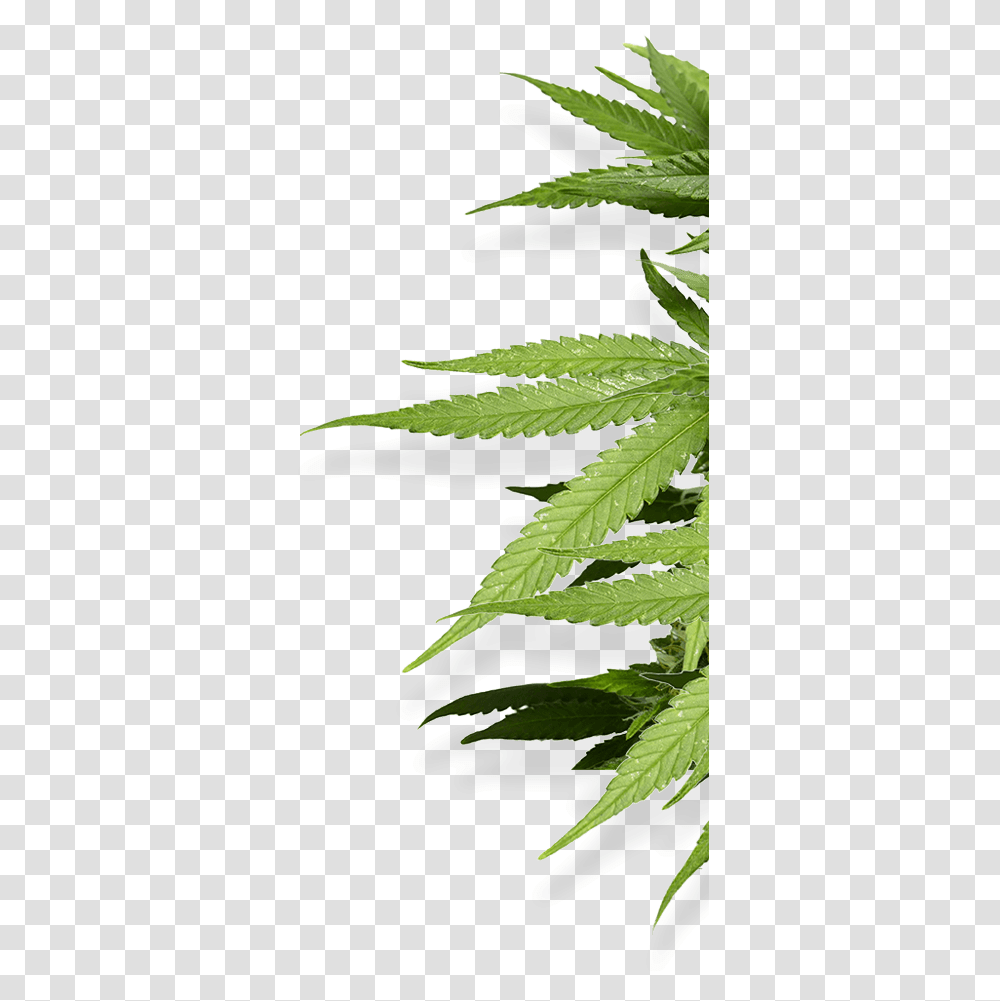 Hemp Smokes Natural Cbd Cigarettes Imagenes De Marihuana Sin Fondo, Plant, Leaf, Weed Transparent Png