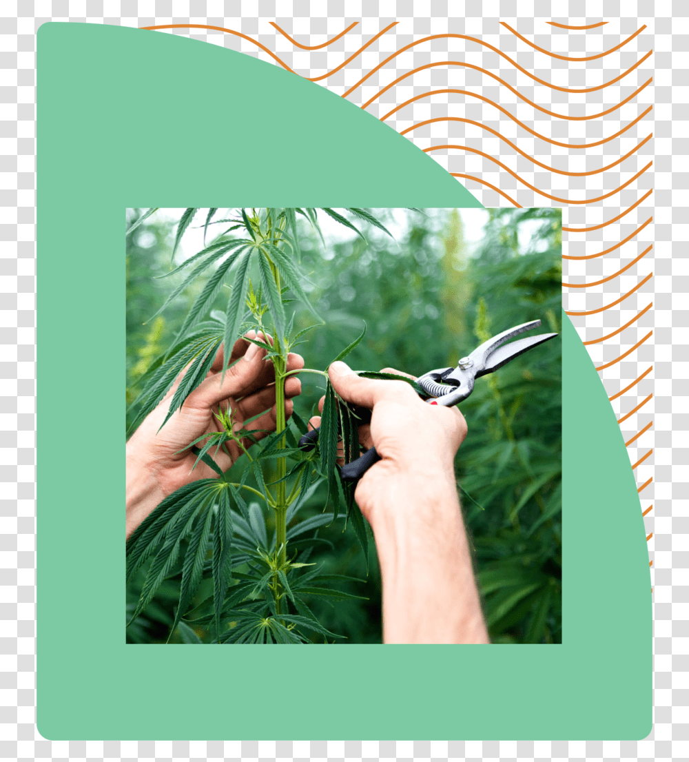 Hemplead Img Farming Hemp In Nevada, Person, Plant, Garden, Outdoors Transparent Png
