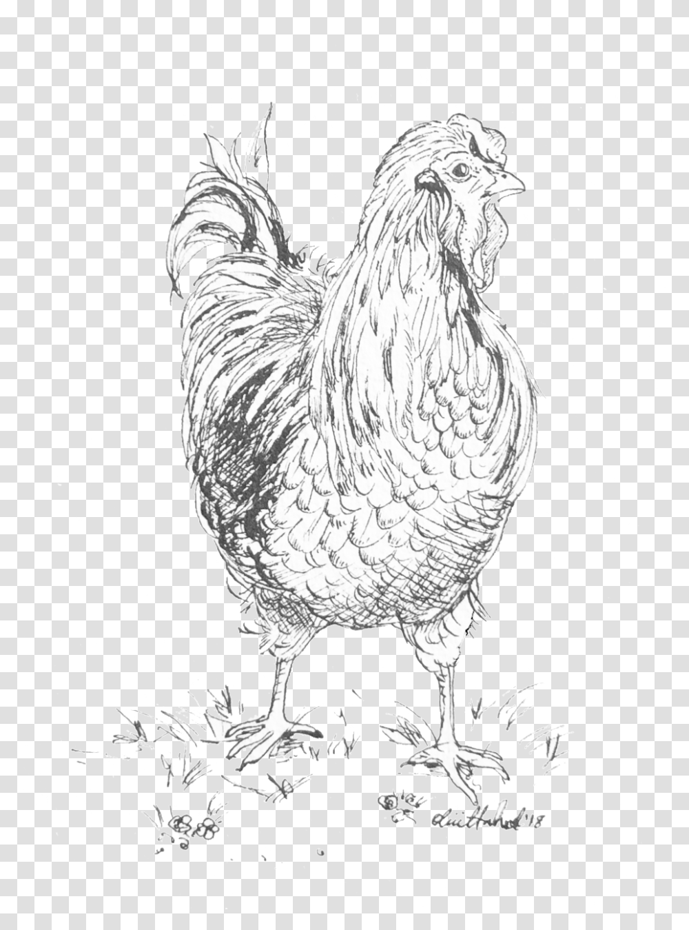 Hen 2018 India Ink Rooster, Chicken, Poultry, Fowl, Bird Transparent Png