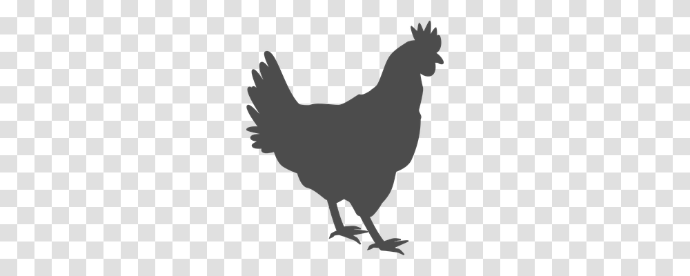 Hen Food, Chicken, Poultry, Fowl Transparent Png
