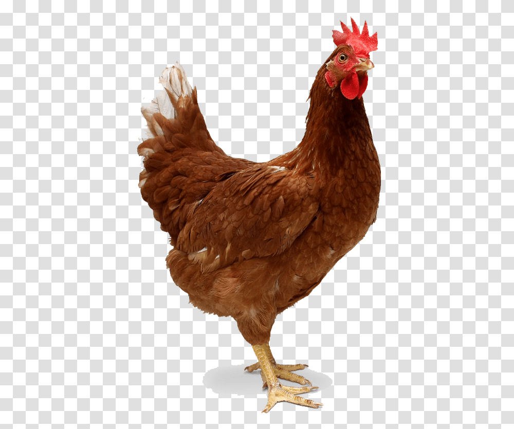 Hen, Chicken, Poultry, Fowl, Bird Transparent Png