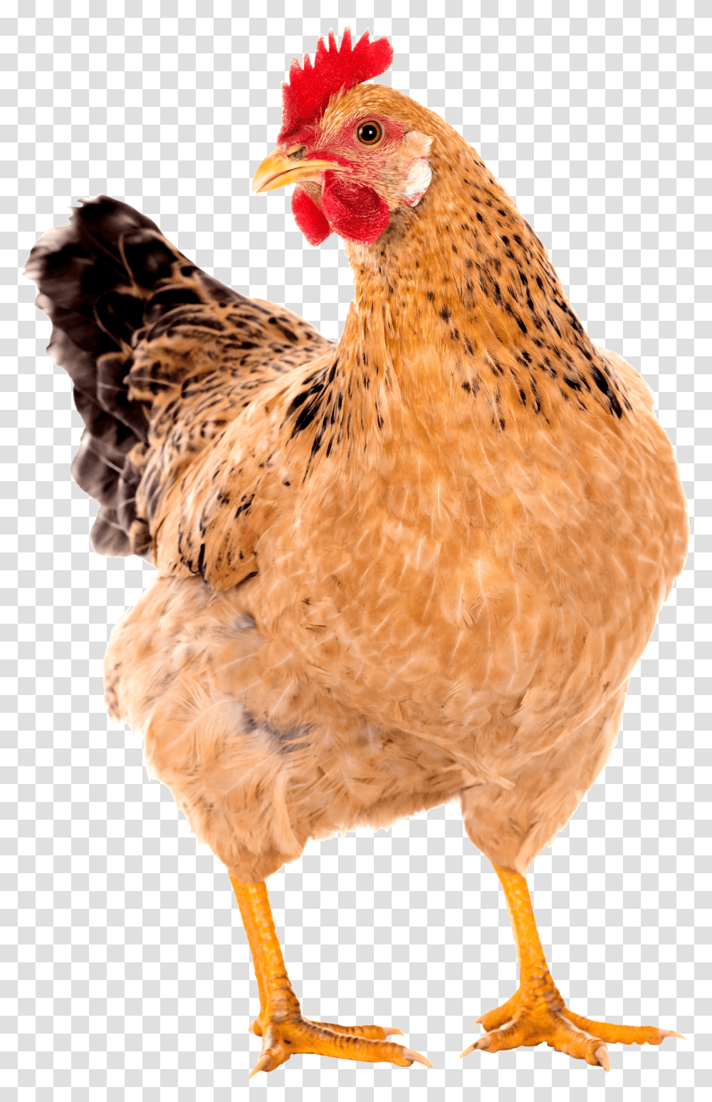 Hen, Chicken, Poultry, Fowl, Bird Transparent Png