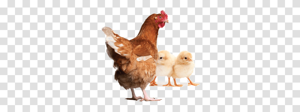 Hen Clipart All Chicken And Chicks, Poultry, Fowl, Bird, Animal Transparent Png