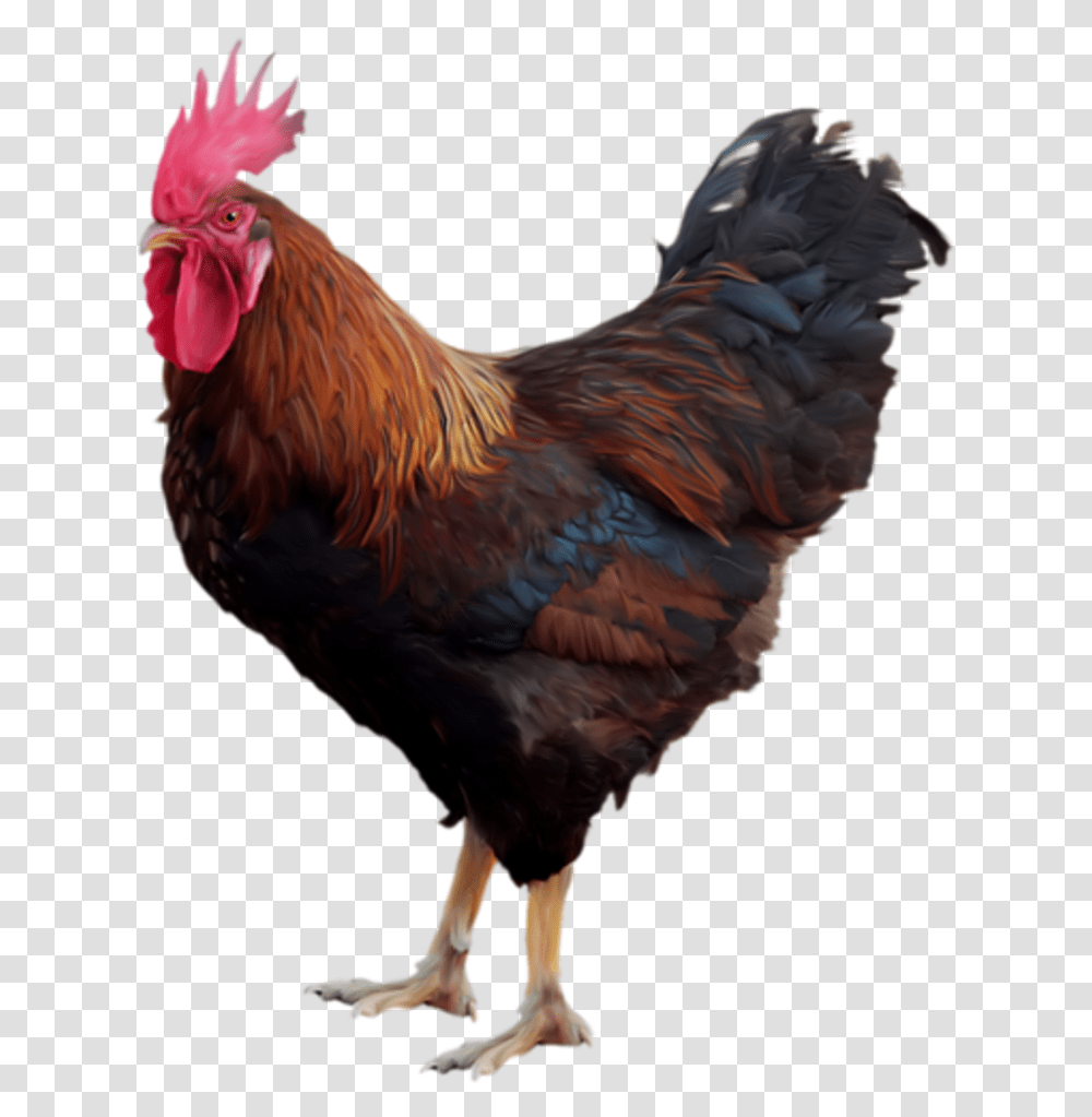 Hen Clipart Free Range Chicken Cock, Poultry, Fowl, Bird, Animal Transparent Png