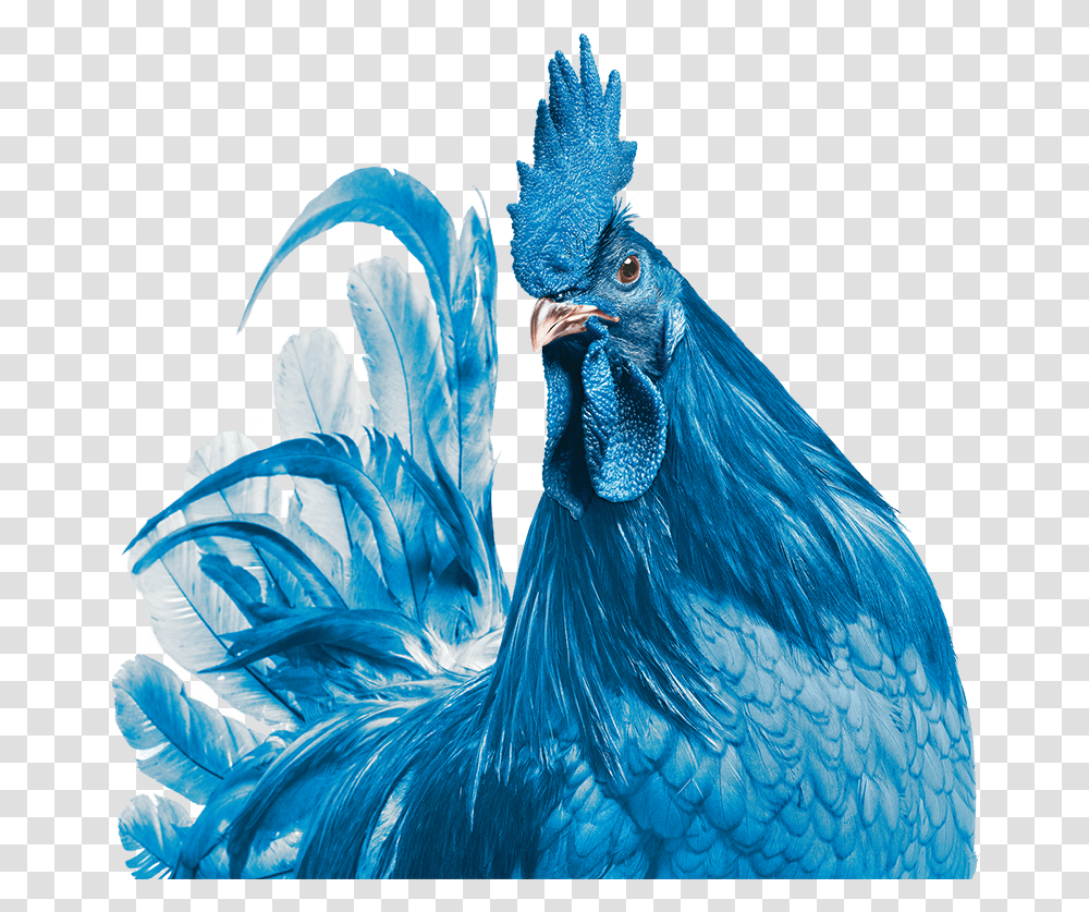 Hen Delaware State Bird Blue Hen Chicken, Animal, Poultry, Fowl, Rooster Transparent Png