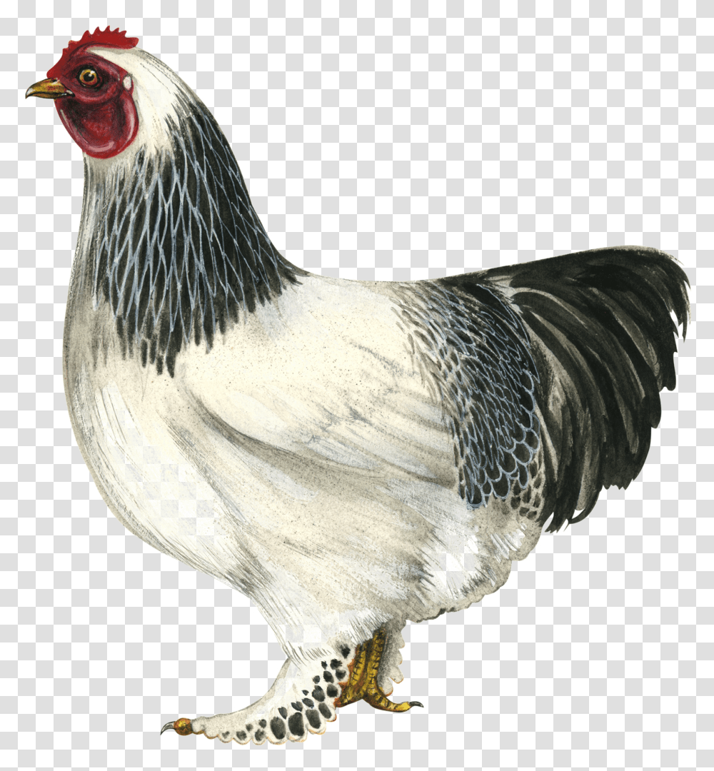 Hen Hd All Brahma Chicken, Poultry, Fowl, Bird, Animal Transparent Png