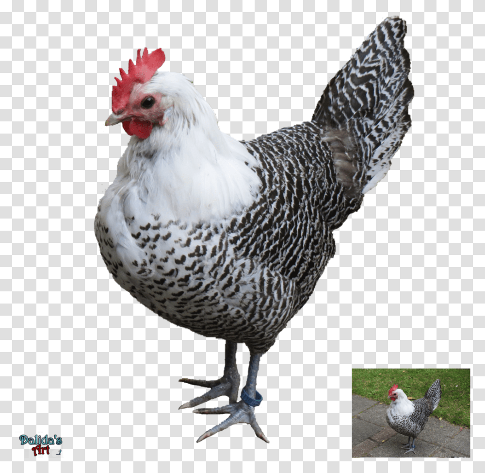 Hen Image Hd, Chicken, Poultry, Fowl, Bird Transparent Png