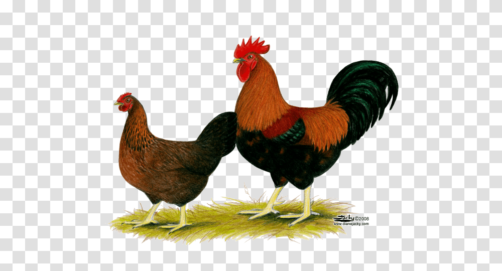 Hen Images, Chicken, Poultry, Fowl, Bird Transparent Png