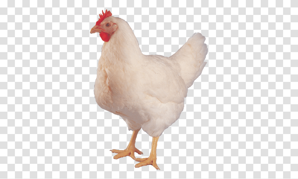 Hen Images Hd, Chicken, Poultry, Fowl, Bird Transparent Png