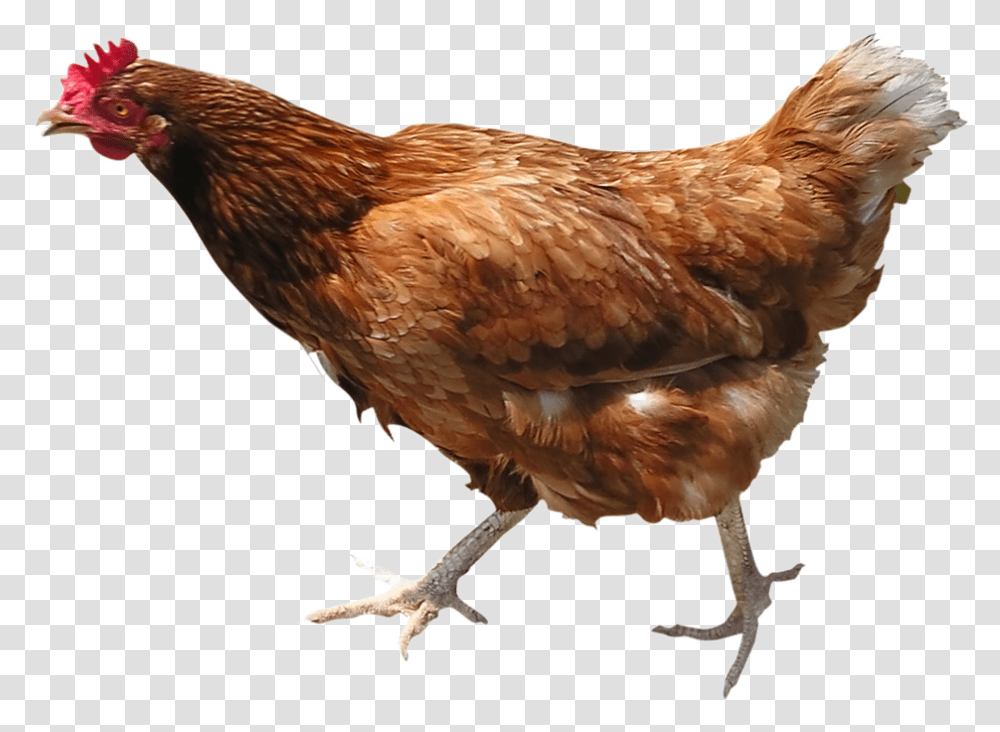 Hen Picture Live Chicken, Poultry, Fowl, Bird, Animal Transparent Png