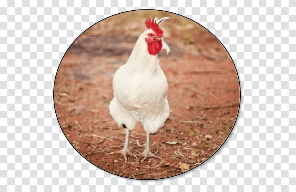 Hen Solo, Chicken, Poultry, Fowl, Bird Transparent Png