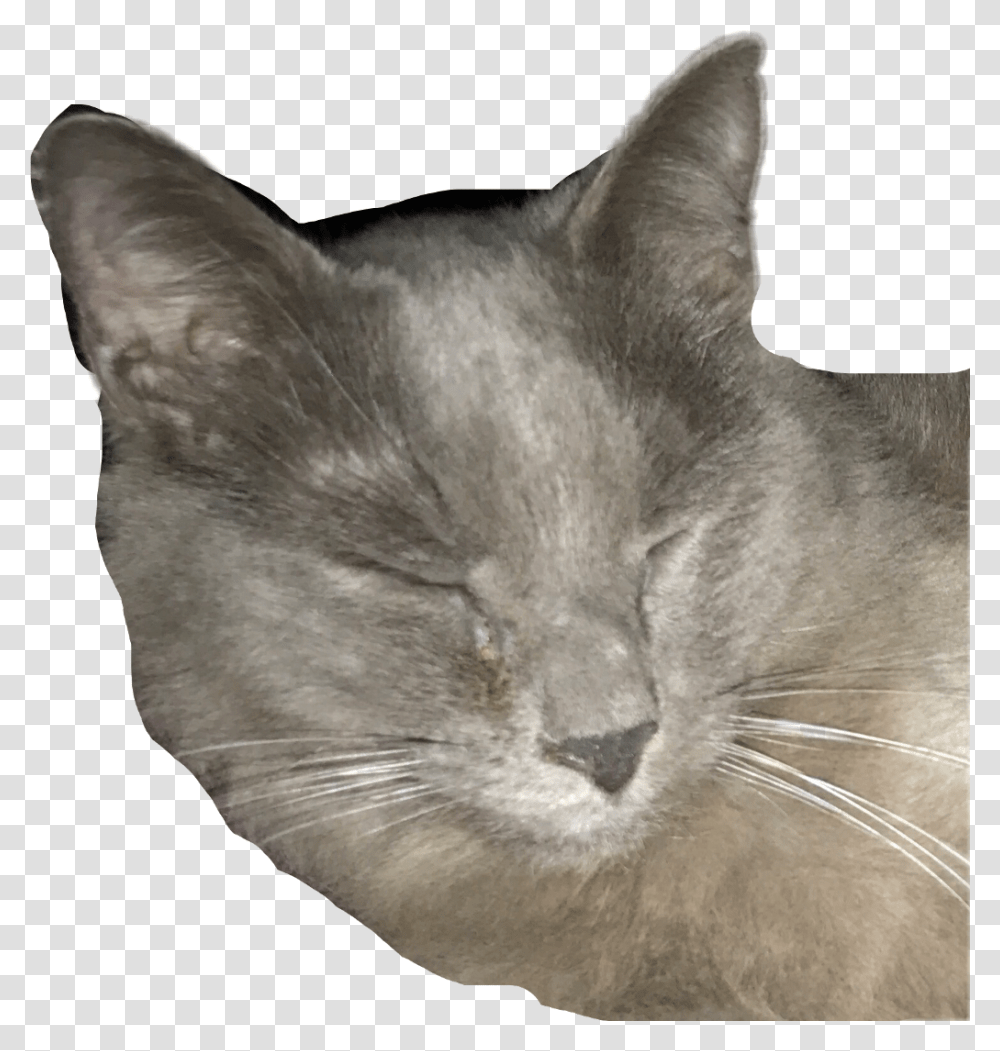 Henry Cat Gray Cat Grey Kittyfreetoedit Domestic Short Haired Cat, Pet, Mammal, Animal, Abyssinian Transparent Png