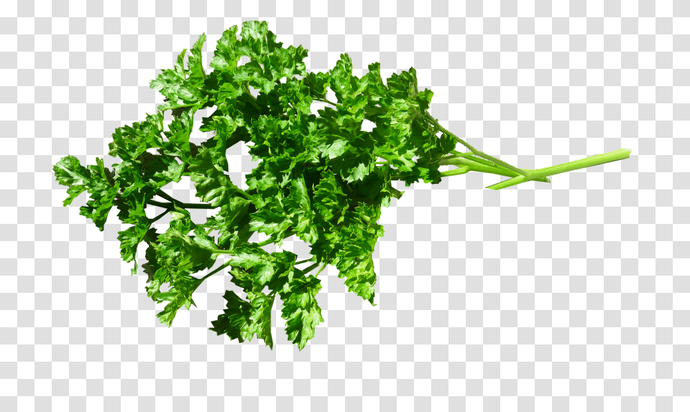 Herb Food, Plant, Vase, Jar Transparent Png