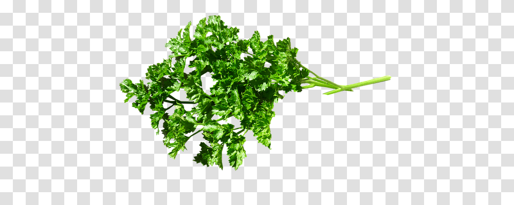 Herb Food, Vase, Jar, Pottery Transparent Png