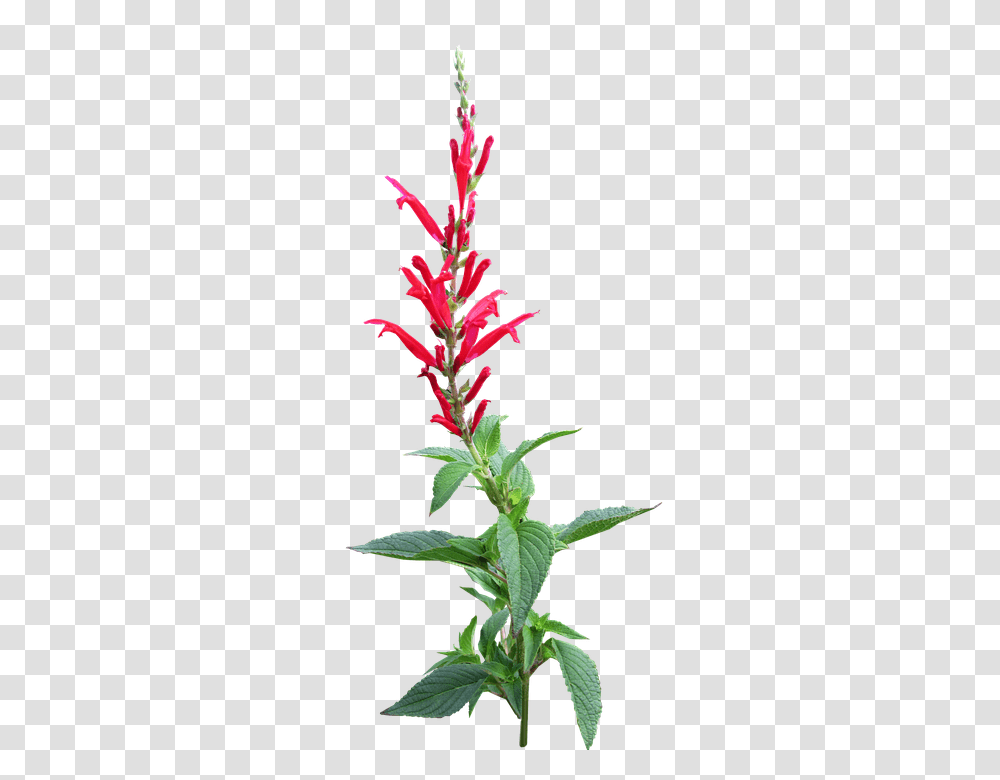 Herb 960, Flower, Acanthaceae, Plant, Blossom Transparent Png