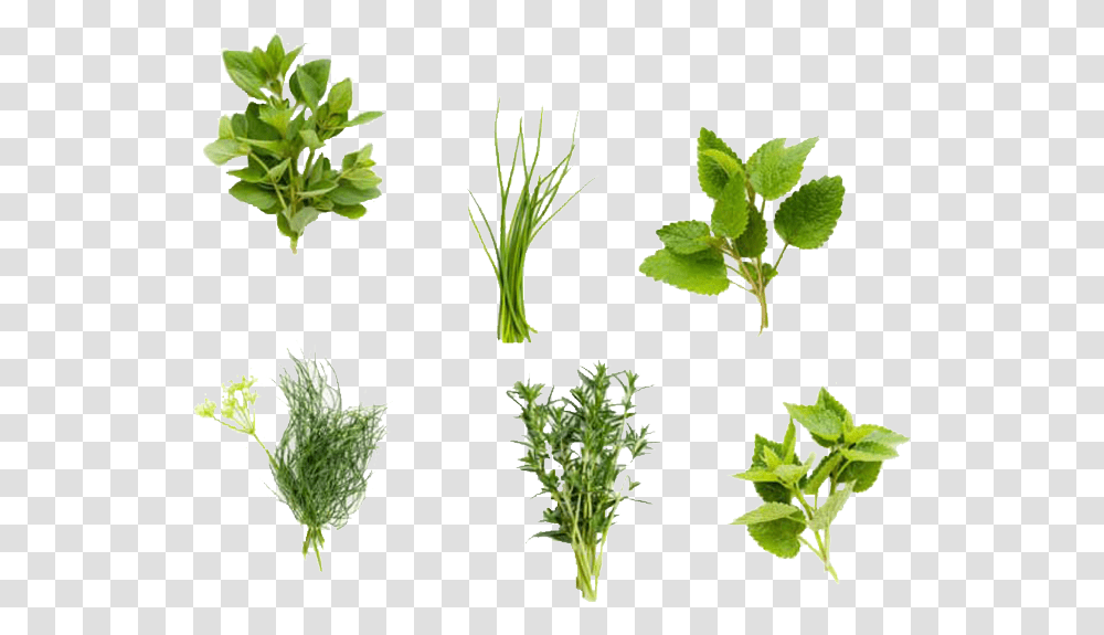 Herb Garden Herbs, Plant, Vase, Jar, Pottery Transparent Png