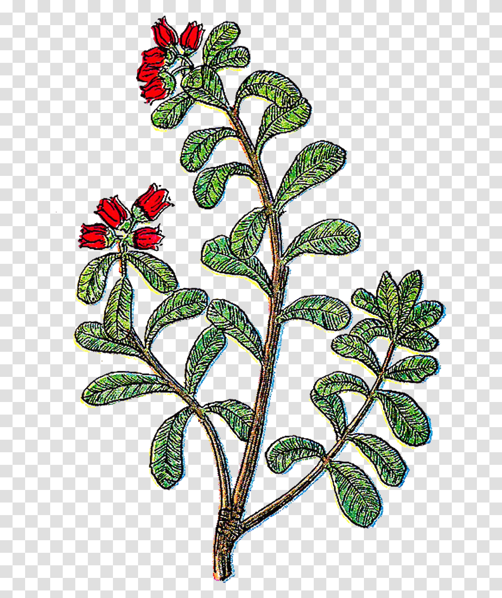 Herb Illustrations Vintage Herbs Clipart, Plant, Leaf, Flower, Potted Plant Transparent Png