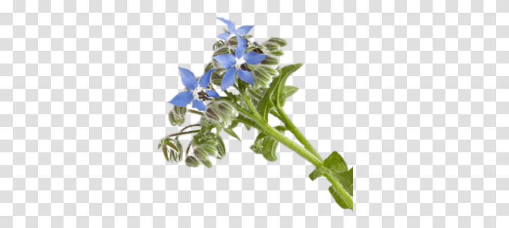 Herb Images Herb, Plant, Flower, Blossom, Acanthaceae Transparent Png