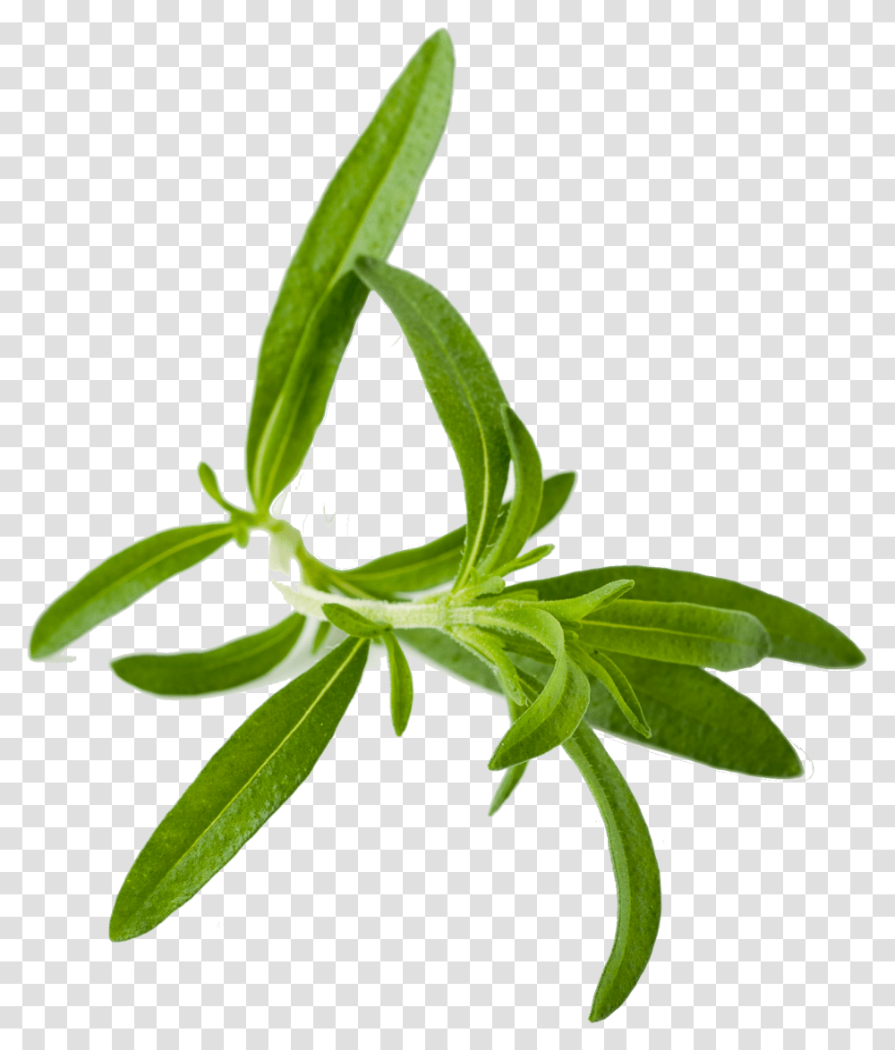 Herb Images Herbs, Plant, Leaf, Flower, Blossom Transparent Png