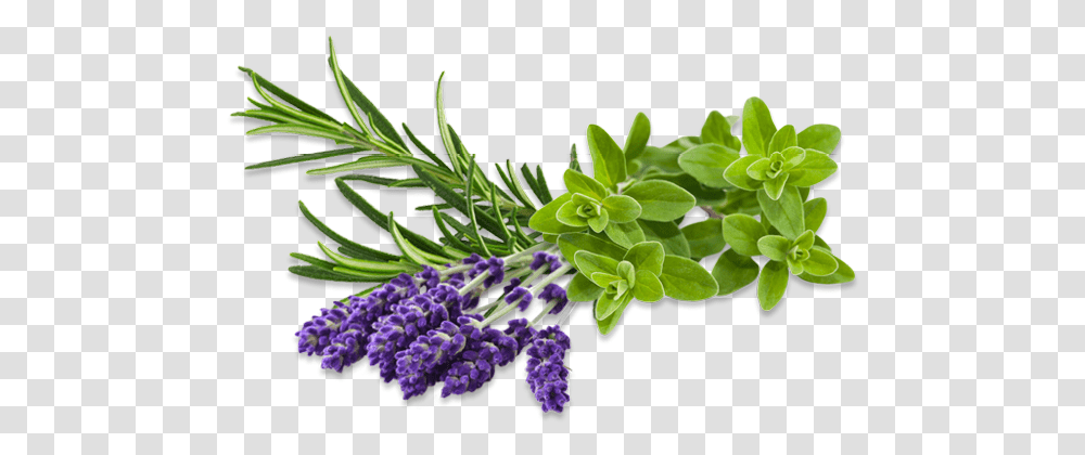 Herb Images Herbs Tea, Plant, Tree, Flower, Blossom Transparent Png
