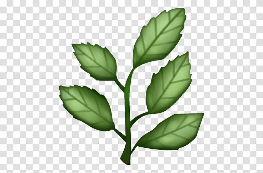 Herb Images, Leaf, Plant, Vase, Jar Transparent Png