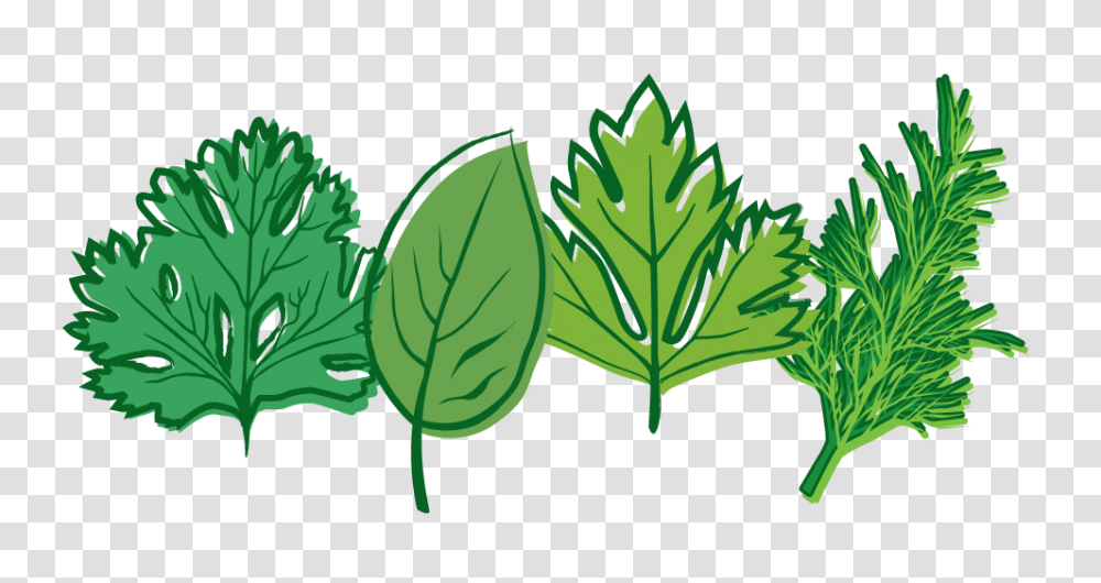 Herb Images, Leaf, Plant, Vase, Jar Transparent Png