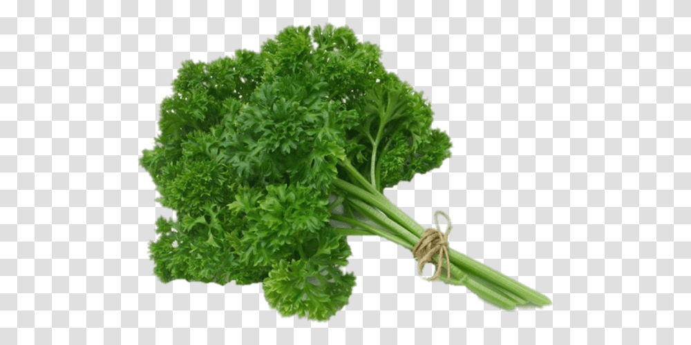 Herb Images Parsley, Plant, Vase, Jar, Pottery Transparent Png