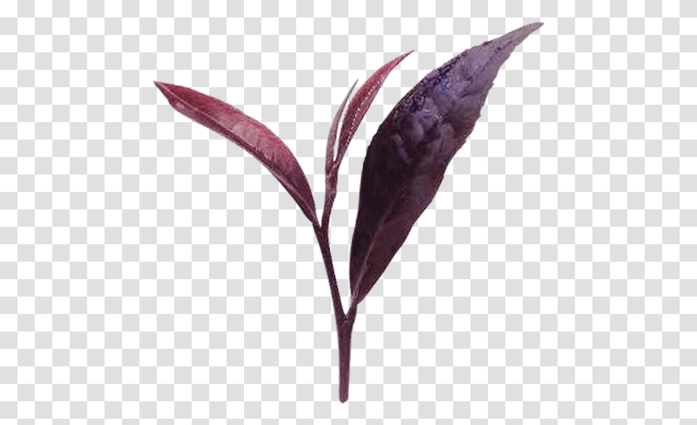 Herb Img Purple Tea Extract, Plant, Leaf, Flower, Blossom Transparent Png