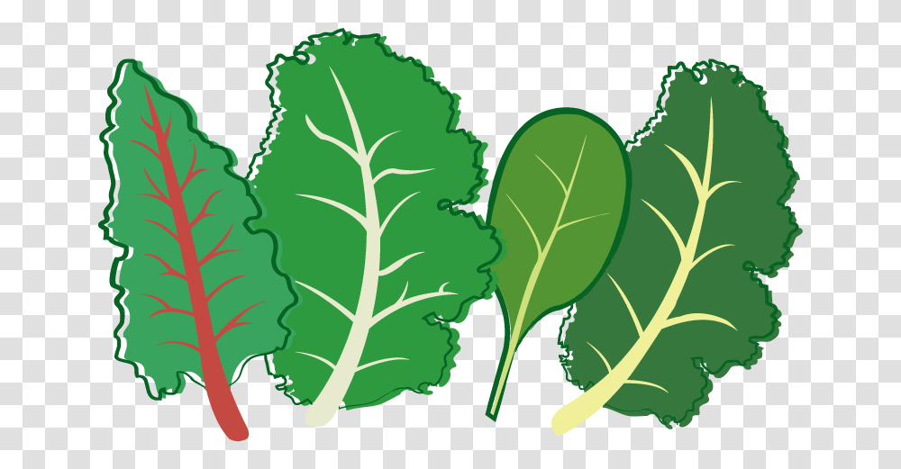 Herb Leaf Vegetable Plant Stem Seed Leafy Greens Clipart Background, Food, Produce, Painting, Cabbage Transparent Png